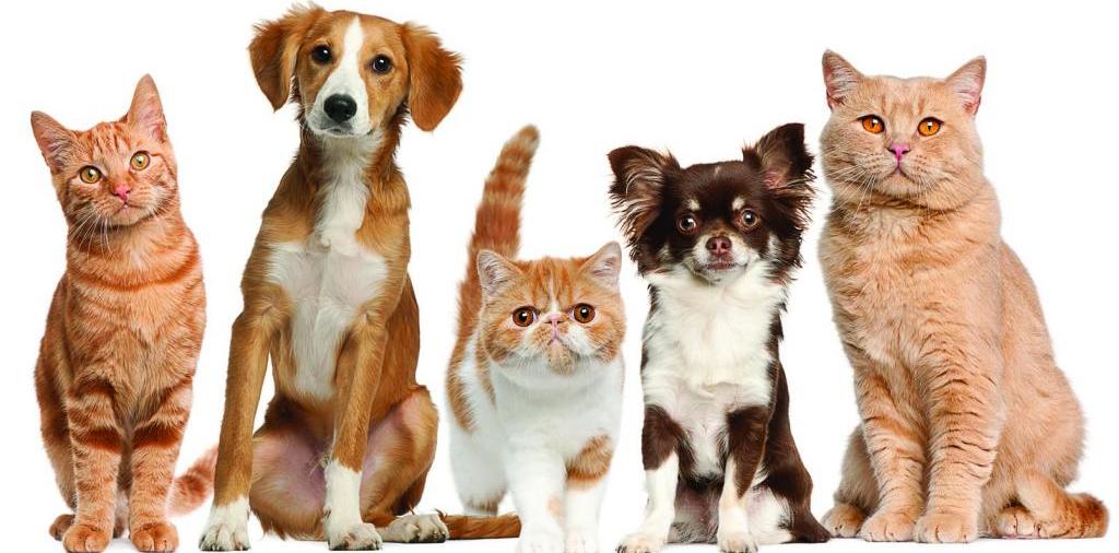 Доска объявлений о животных | ЗооТом - продажа, вязка и услуги для животных в Уссурийске