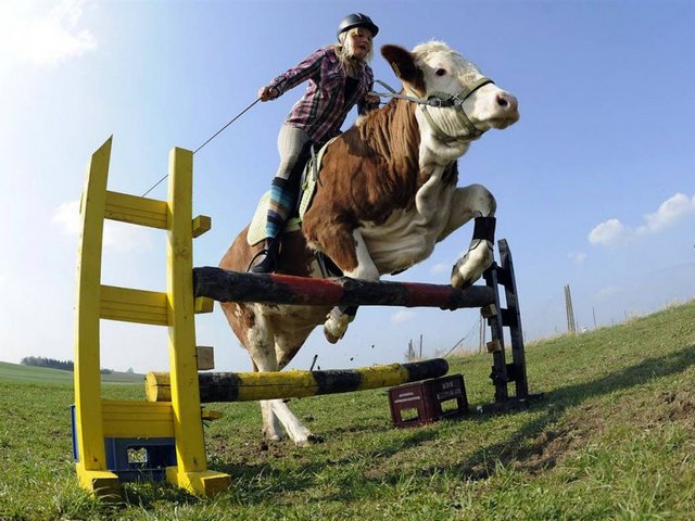 Статьи о коровах в Уссурийске | ЗооТом портал о животных