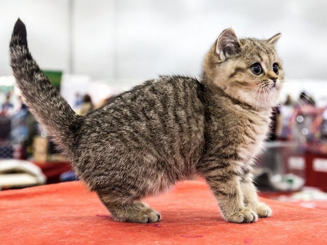 Породы кошек в Уссурийске | ЗооТом портал о животных