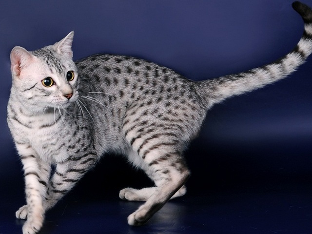 Породы кошек в Уссурийске | ЗооТом портал о животных
