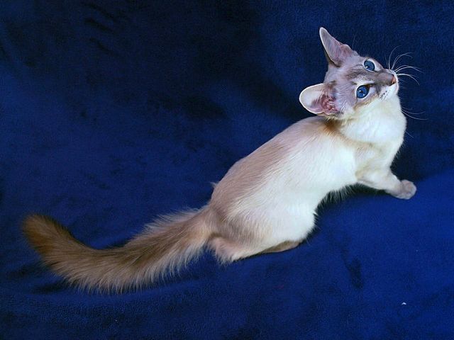 Выведенные породы кошек в Уссурийске | ЗооТом портал о животных