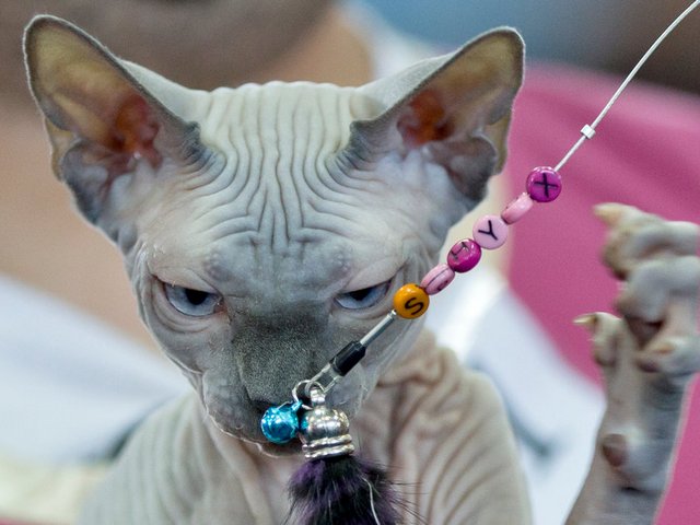 Выставки кошек в Уссурийске | ЗооТом портал о животных