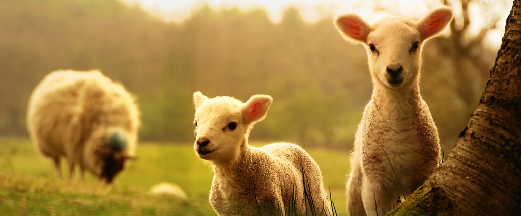 Объявления о сельскохозяйственных животных | ЗооТом - продажа, вязка и услуги для животных в Уссурийске
