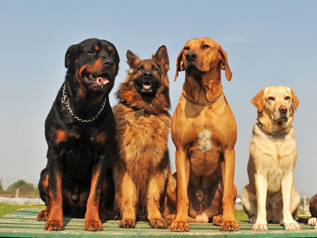 Крупные породы собак в Уссурийске | ЗооТом портал о животных
