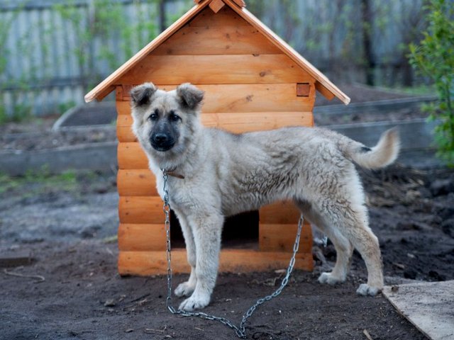 Все о собаках в Уссурийске